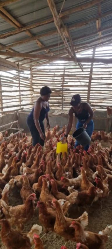 Chicken Farm